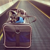 Srh Moving Walkway