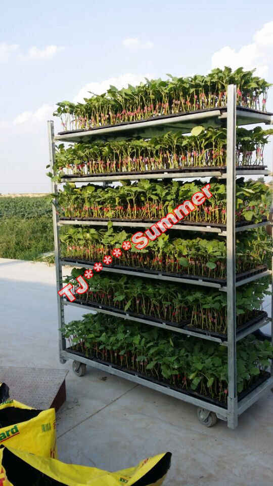 Nursery Plant Trolley Image1