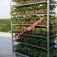 Nursery Plant Trolley